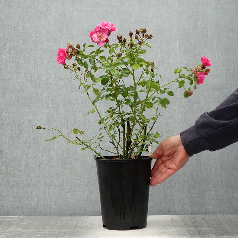 Esemplare di Rosa polyantha Bees Paradise Pink Vaso da 3L/4L consegnato in estate