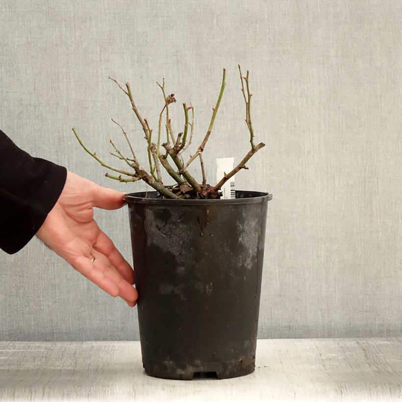 Rosa polyantha Bees Paradise Pink Vaso da 3L/4L esemplare consegnato in inverno