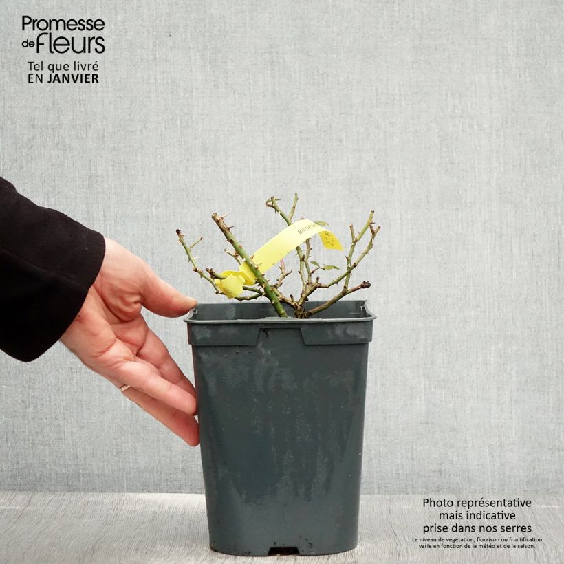 Rosa polyantha Bees Paradise Gelb Vaso da 3L/4L esemplare consegnato in inverno