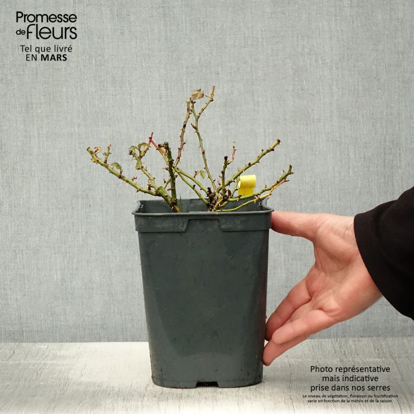 Rosa polyantha Bees Paradise Gelb Vaso da 3L/4L esemplare consegnato in primavera