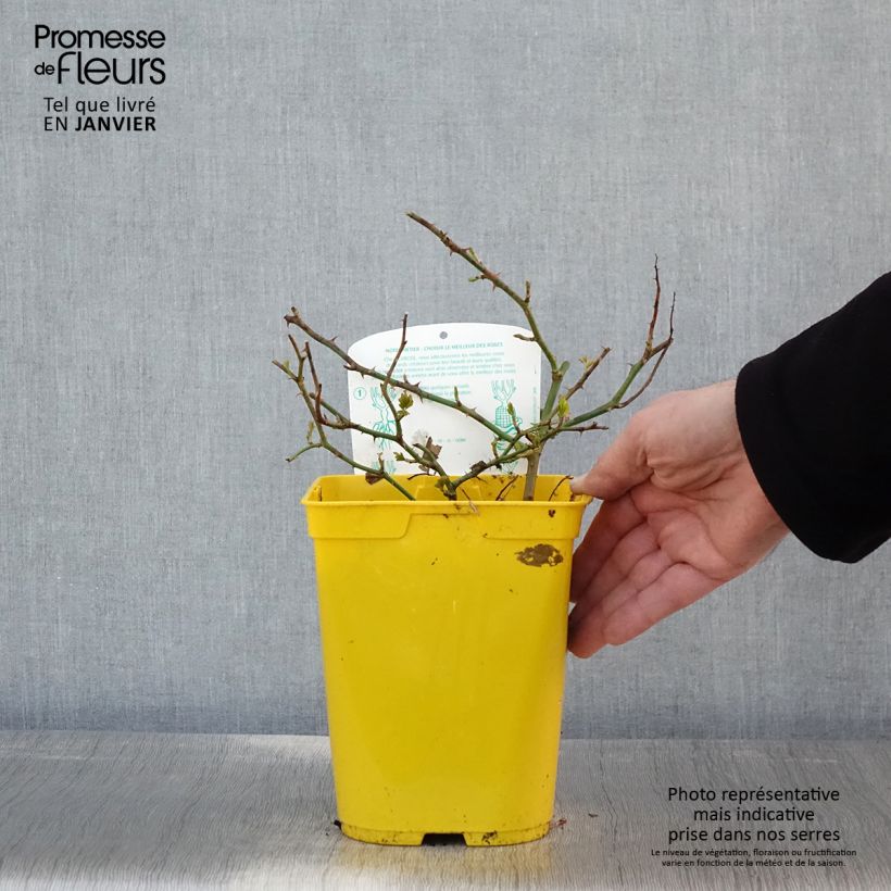 Rosa polyantha Bees Paradise Ivory Vaso da 3L/4L esemplare consegnato in inverno