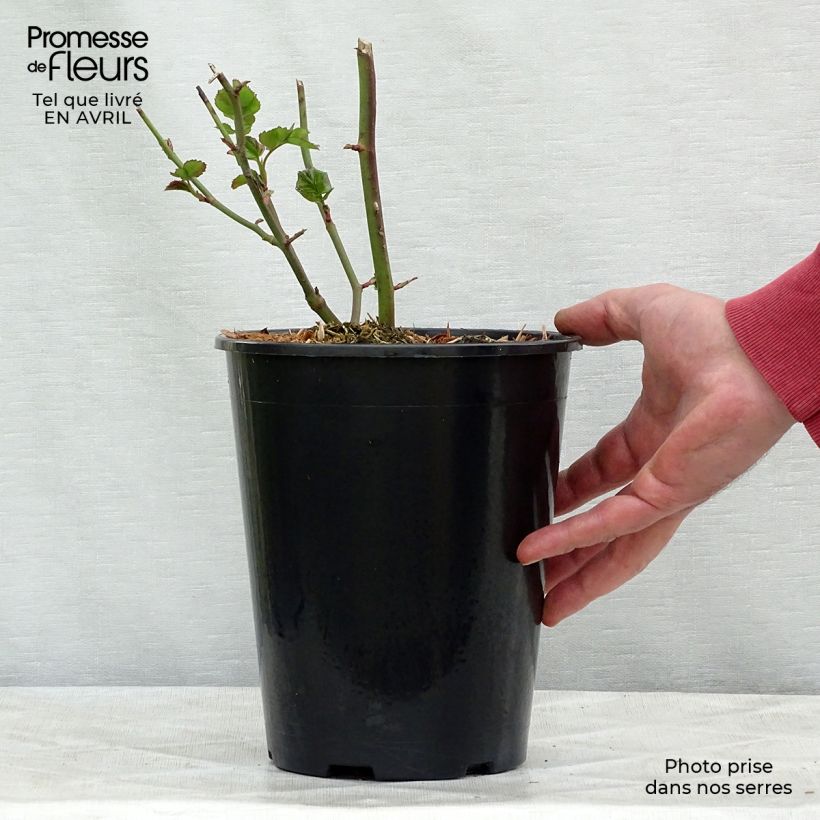 Rosa moderno Bentheimer Gold Vaso da 2L/3L esemplare consegnato in primavera