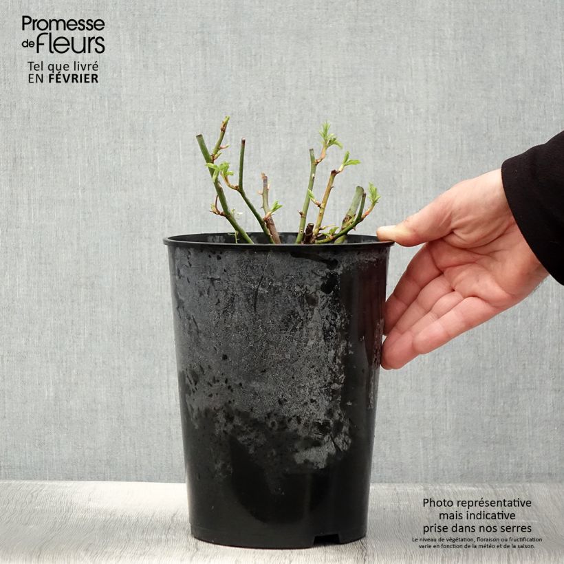 Rosa rampicante Bleu Magenta Vaso da 4L/5L esemplare consegnato in inverno