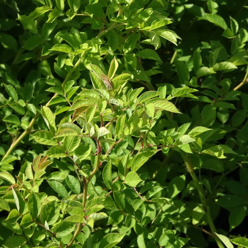 Rosa multiflora - Rosa botanico rampicante (Fogliame)