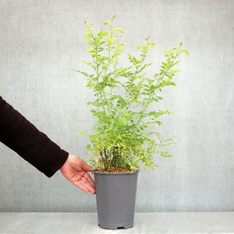 Rosa multiflora - Rosa botanico rampicante Vaso da 3L/4L esemplare consegnato in primavera
