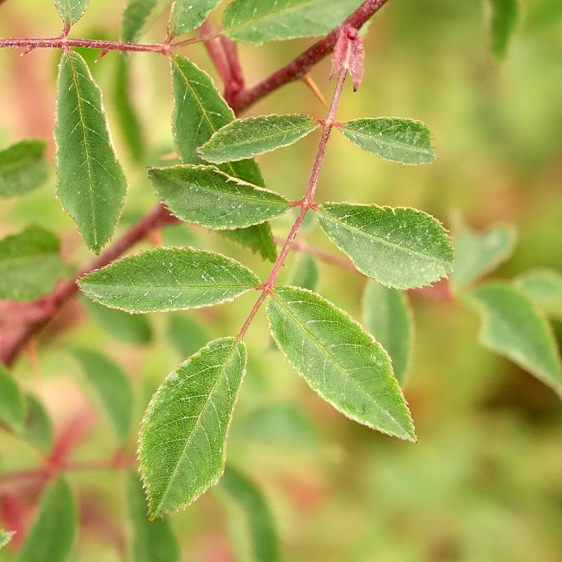 Rosa pendulina Bourgogne - Rosa alpina (Fogliame)