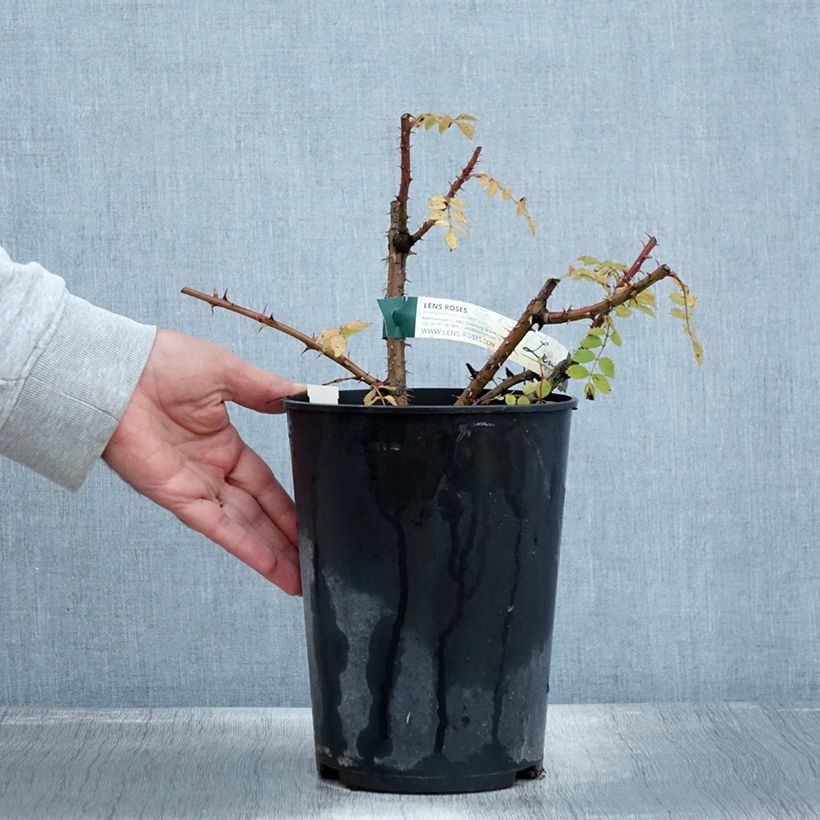 Esemplare di Rosa pendulina Bourgogne - Rosa alpina Vaso da 4L/5L come consegnato in autunno