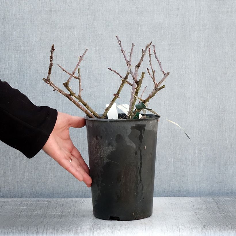 Rosa pendulina Bourgogne - Rosa alpina Vaso da 4L/5L esemplare consegnato in inverno