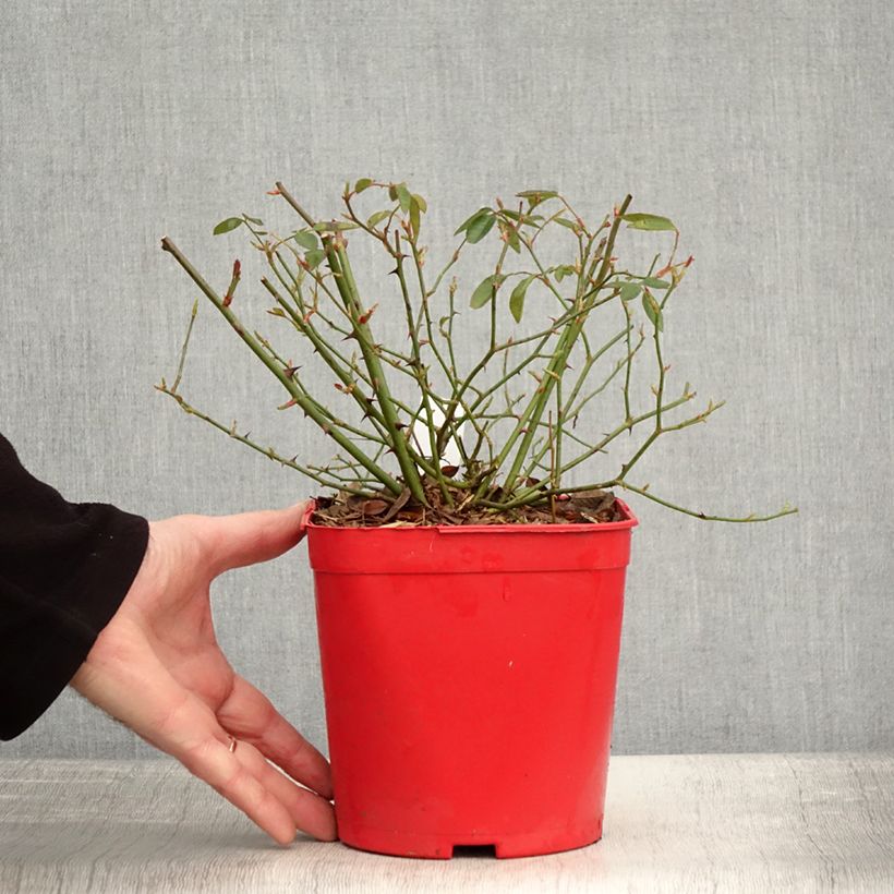 Rosa cinese Mutabilis Vaso da 2L/3L esemplare consegnato in inverno