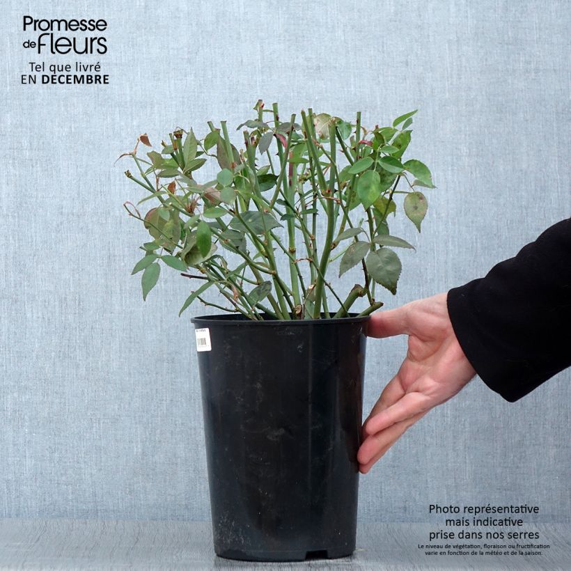 Esemplare di Rosa chinensis Viridiflora - Rosa cinese Vaso da 4L/5L come consegnato in autunno