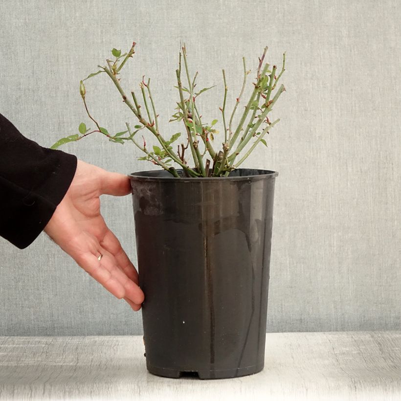 Rosa chinensis Viridiflora - Rosa cinese Vaso da 4L/5L esemplare consegnato in inverno