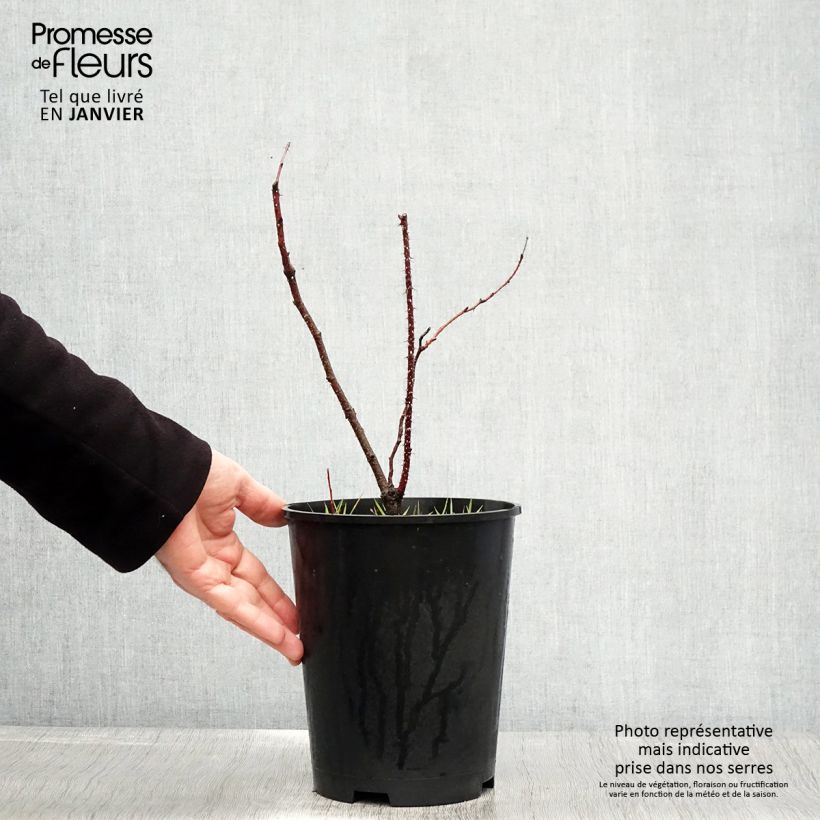 Rosa glauca - Rosa paonazza Vaso da 2L/3L esemplare consegnato in inverno