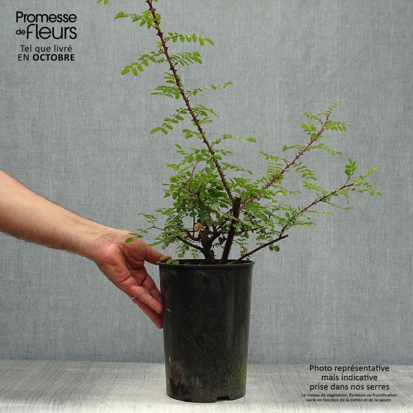 Esemplare di Rosa hugonis - Rosa botanico Vaso da 3L/4L come consegnato in autunno