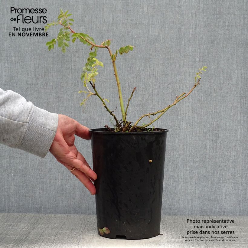 Esemplare di Rosa moyesii Geranium - Rose antica Vaso da 3L/4L come consegnato in autunno