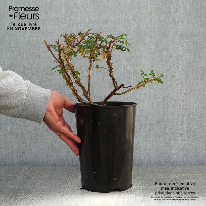 Esemplare di Rosa omeiensis Pteracantha - Rosa botanico Vaso da 4L/5L come consegnato in autunno