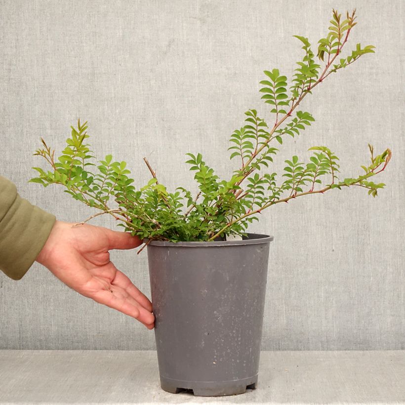 Rosa roxburghii Lampion Vaso da 4L/5L esemplare consegnato in primavera