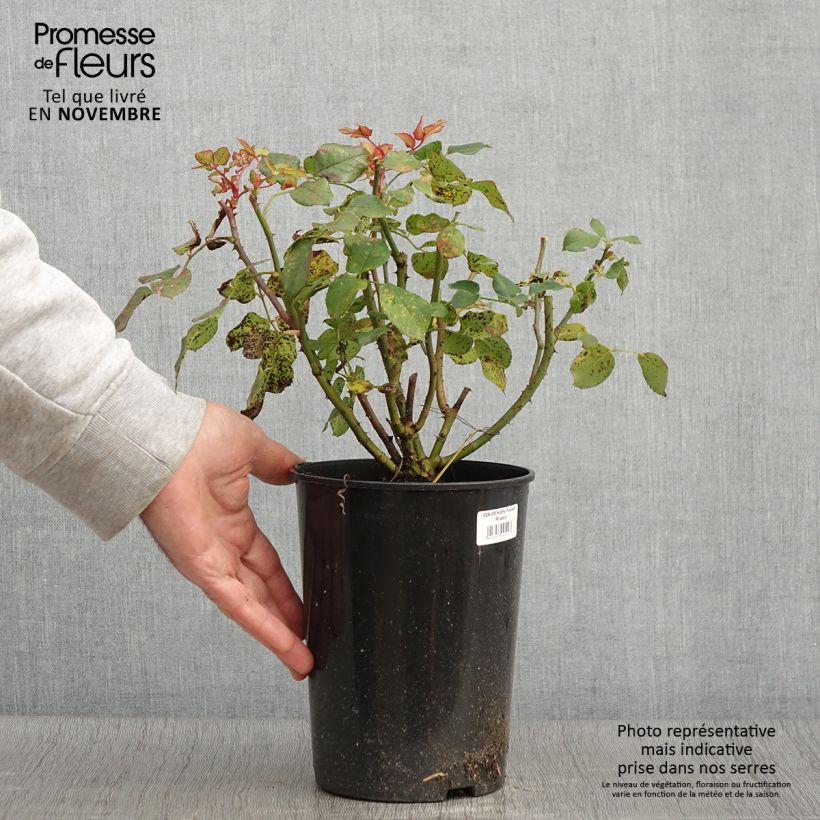 Esemplare di Rosa polyantha Kaffe Fassett Vaso da 2L/3L come consegnato in autunno