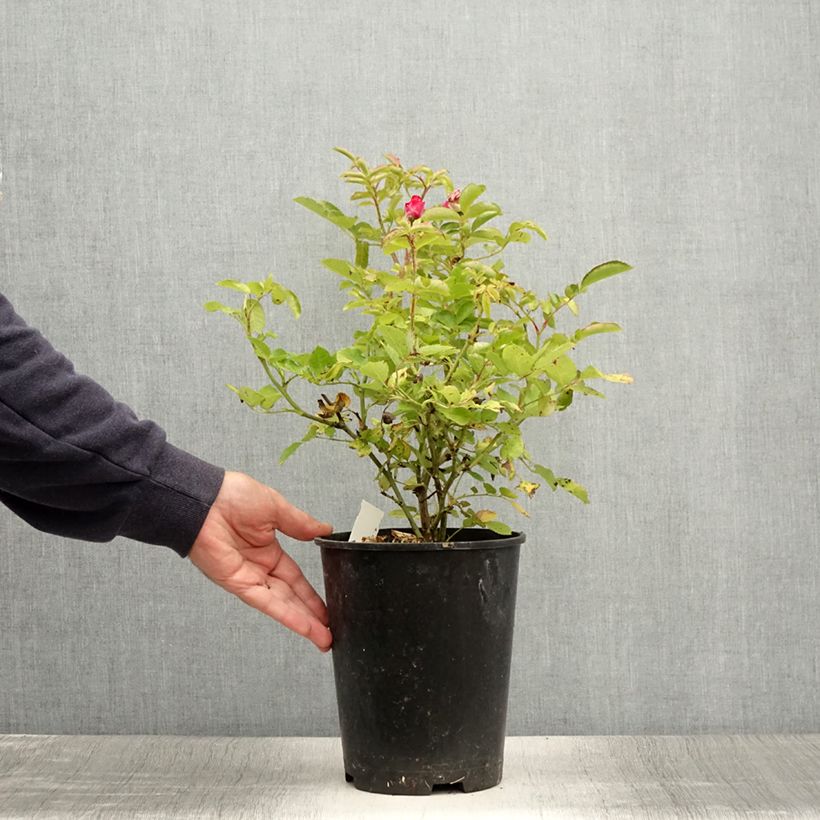 Esemplare di Rosa polyantha Kaffe Fassett Vaso da 2L/3L consegnato in estate