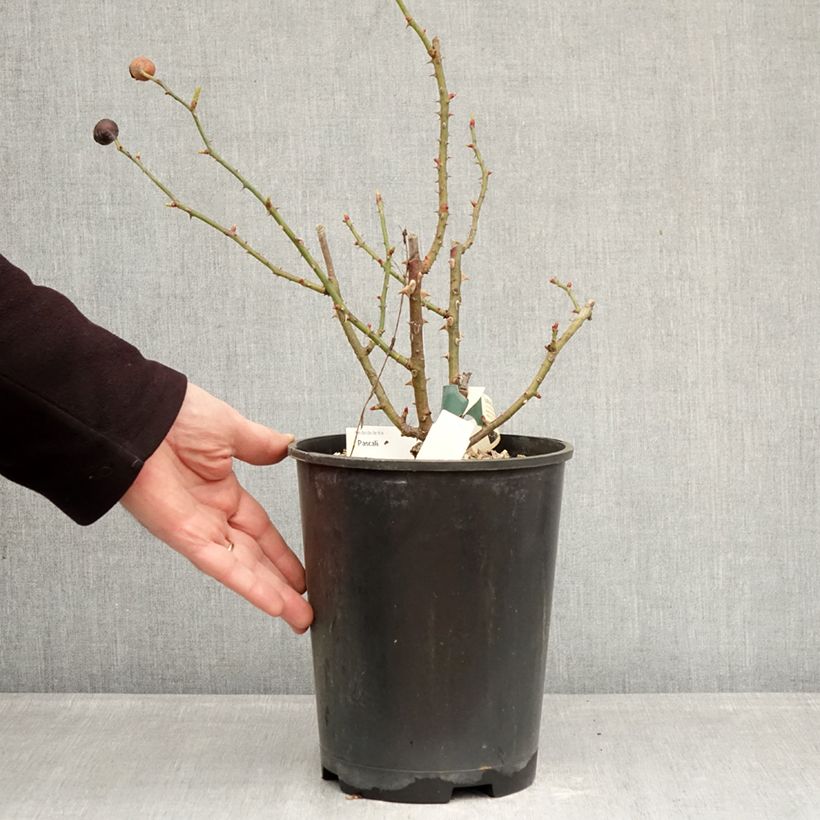 Rosa Pascali Vaso da 4L/5L esemplare consegnato in inverno