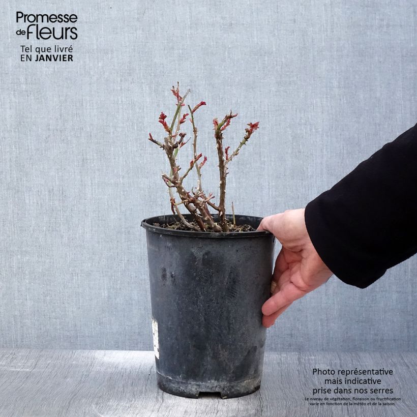 Rosa tappezzante Amber Sun Vaso da 2L/3L esemplare consegnato in inverno