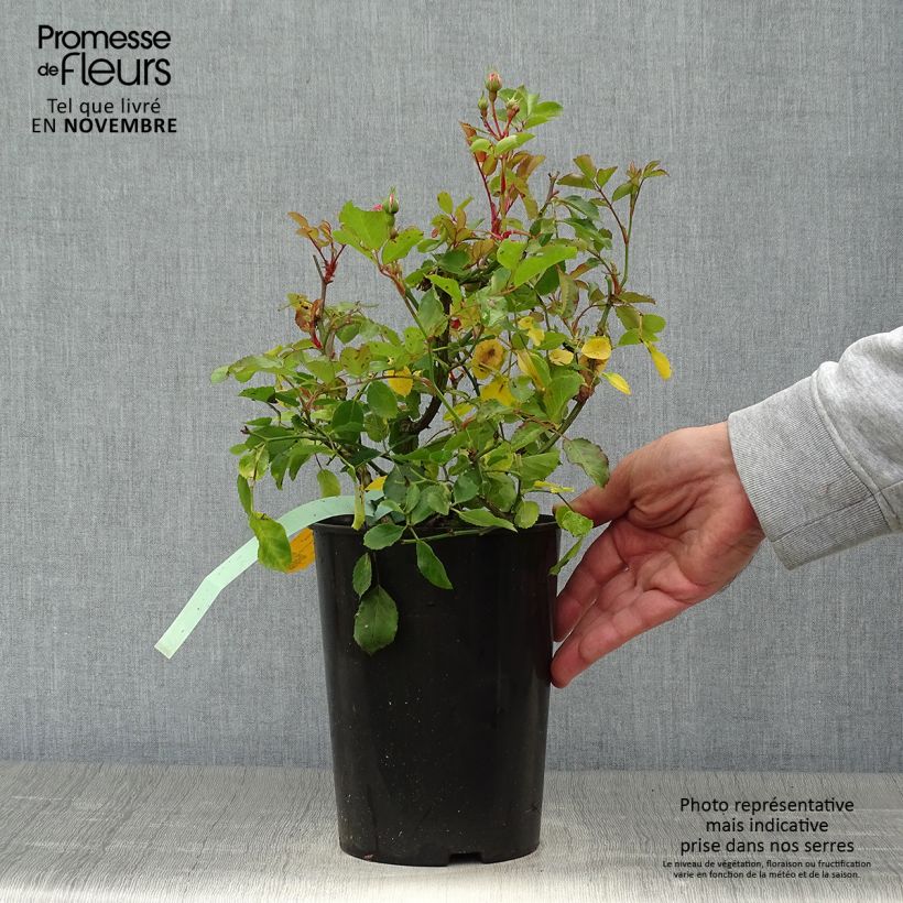 Esemplare di Rosa tappezzante Rigo Rosen Amica Vaso da 3L/4L come consegnato in autunno