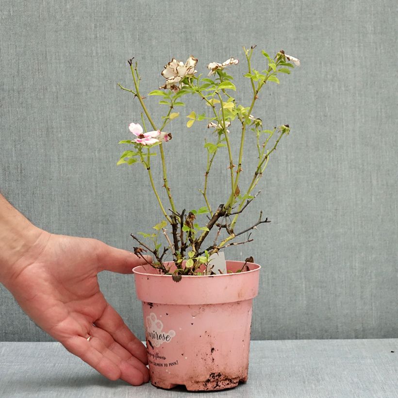 Esemplare di Rosa tappezzante Amirose Vaso da Ø 12 cm / 13 cm consegnato in estate