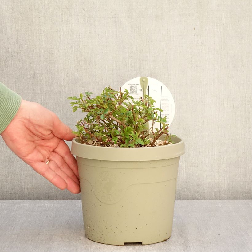 Rosa tappezzante Amirose Vaso da 3L/4L esemplare consegnato in inverno
