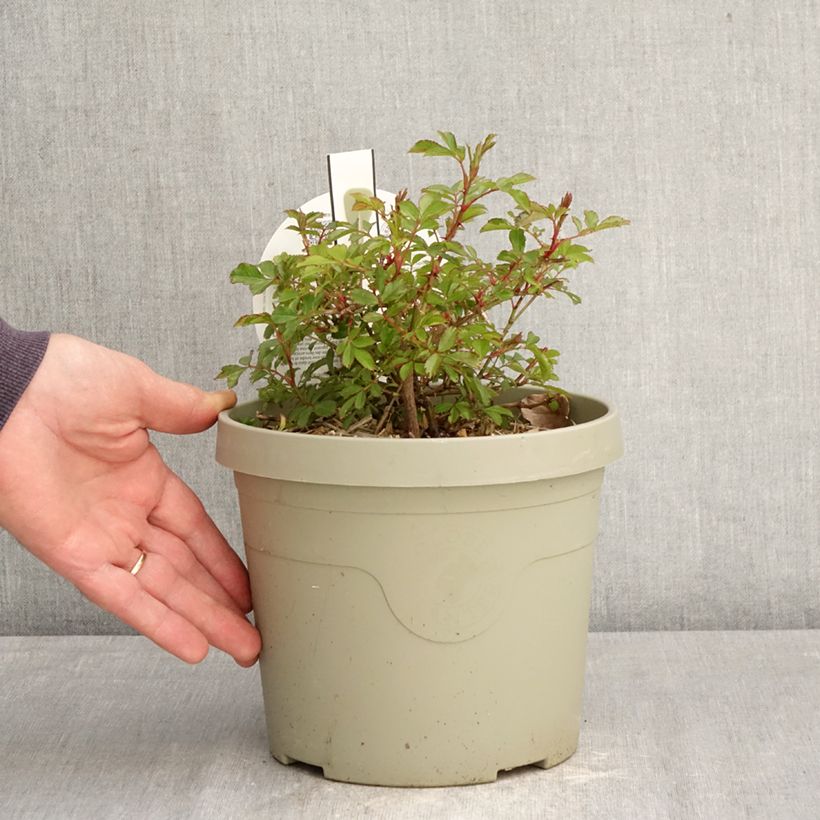 Rosa tappezzante Amirose Vaso da 3L/4L esemplare consegnato in primavera
