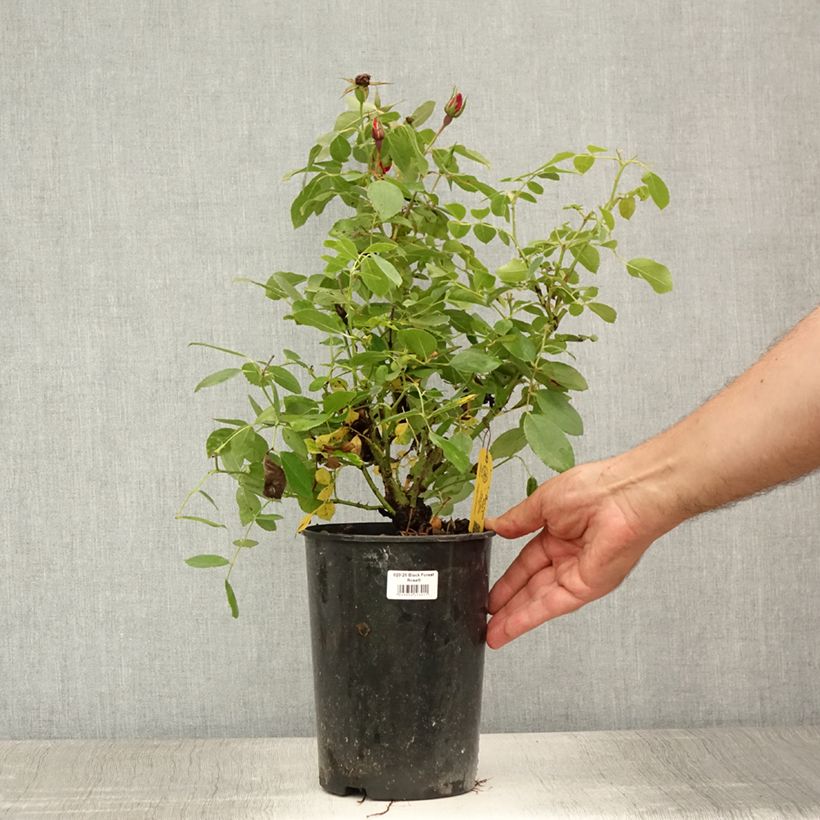 Esemplare di Rosa tappezzante Black Forest Rose Vaso da 4L/5L consegnato in estate