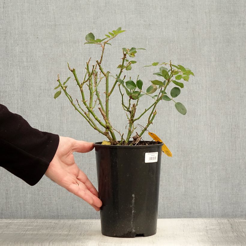 Rosa tappezzante Black Forest Rose Vaso da 4L/5L esemplare consegnato in inverno
