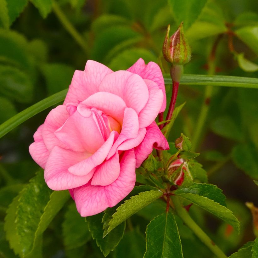 Rosa tappezzante Country Dream (Fioritura)