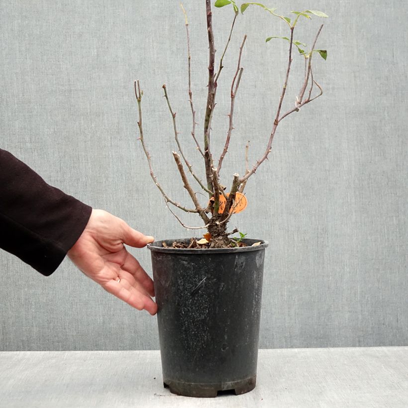 Esemplare di Rosa tappezzante Double Knock Out Vaso da 4L/5L come consegnato in autunno