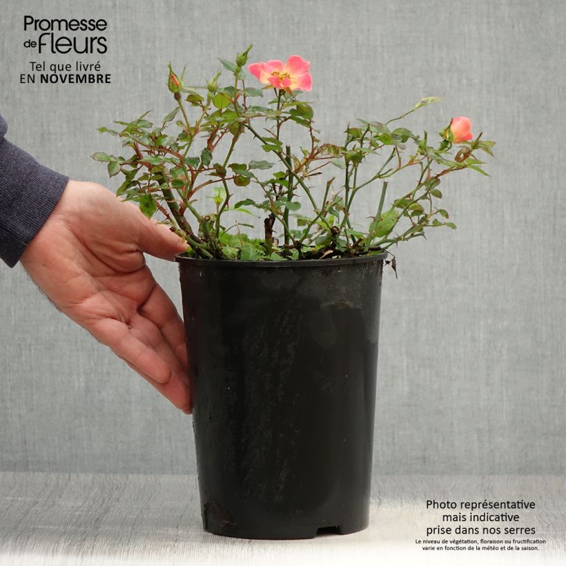 Esemplare di Rosa tappezzante Happy Chappy Vaso da 3L/4L come consegnato in autunno