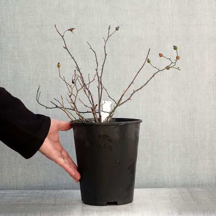 Rosa tappezzante Happy Chappy Vaso da 3L/4L esemplare consegnato in inverno