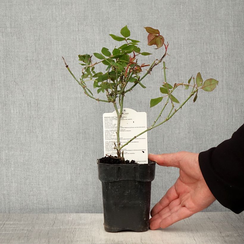 Rosa tappezzante Knock Out Radrazz Vaso da Ø 10 cm/11 cm esemplare consegnato in primavera