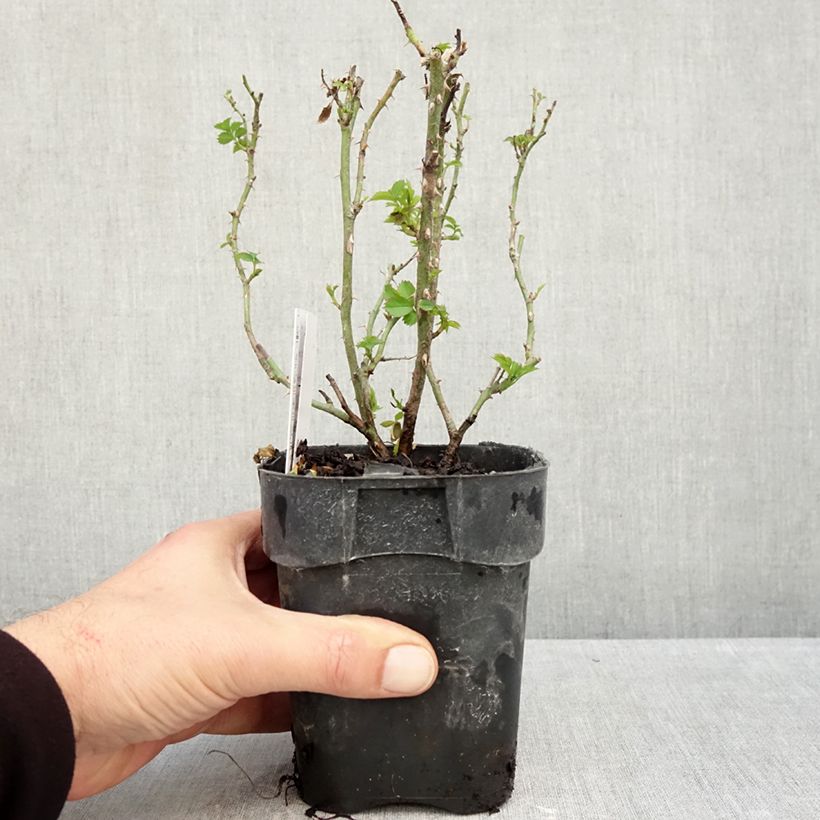 Esemplare di Rosa tappezzante Larissa Vaso da Ø 10 cm/11 cm come consegnato in autunno