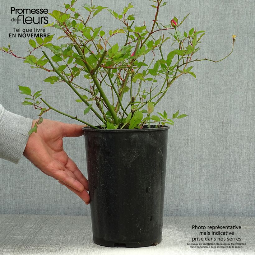 Esemplare di Rosa tappezzante Lavender Dream Vaso da 2L/3L come consegnato in autunno