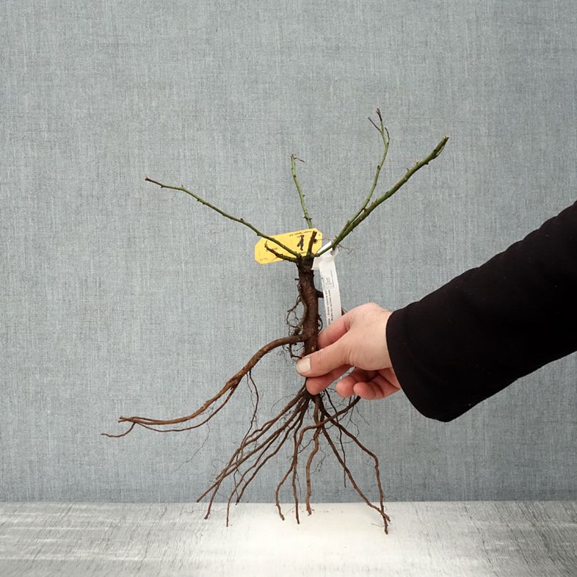 Rosa tappezzante Mirato Piante piccole a radice nuda esemplare consegnato in inverno