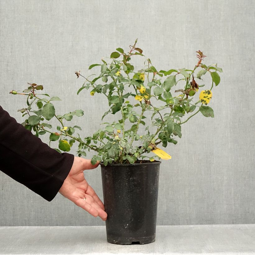 Esemplare di Rosa tappezzante Mirato Vaso da 4L/5L come consegnato in autunno