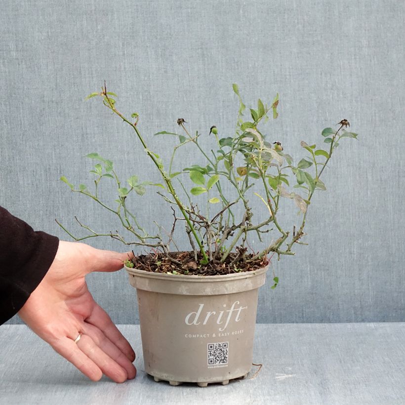 Esemplare di Ravanello Vienna F1 sacchetto di 500 semi circa (5g) come consegnato in autunno