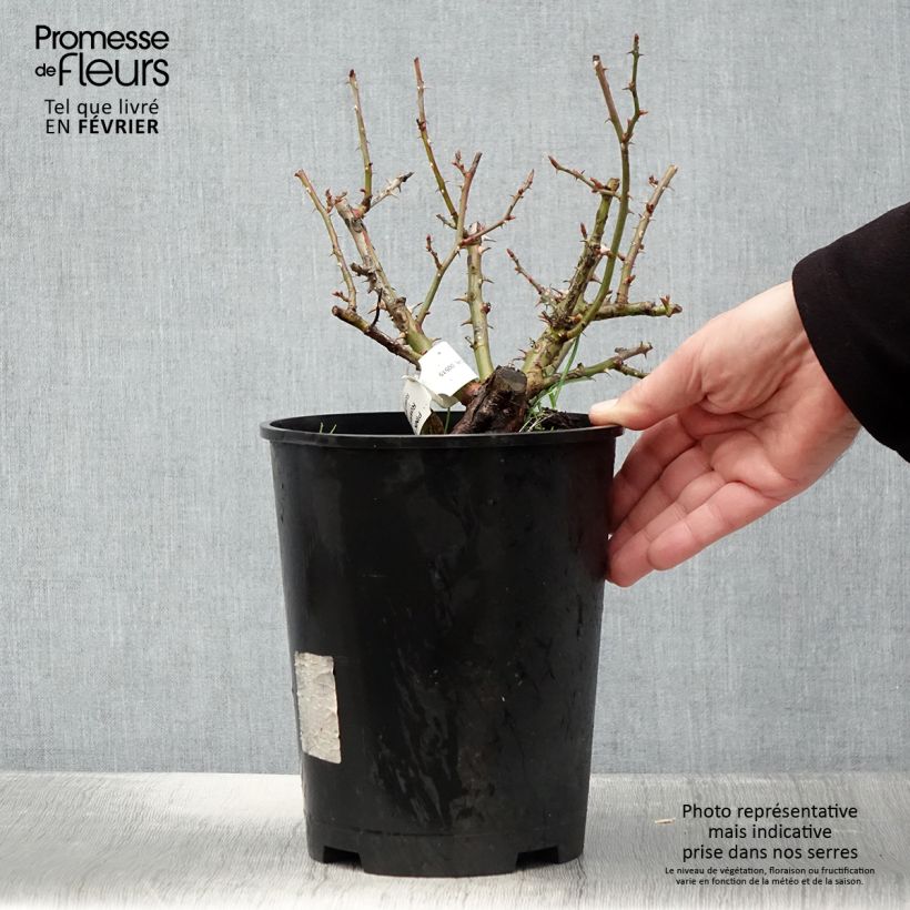 Rosa tappezzante Pink Flash Trakeeplac Vaso da 4L/5L esemplare consegnato in inverno