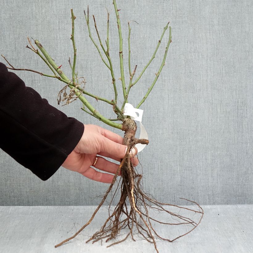 Rosier couvre-sol Pink Knock Out (Rodin) Petites Racines nues esemplare consegnato in inverno