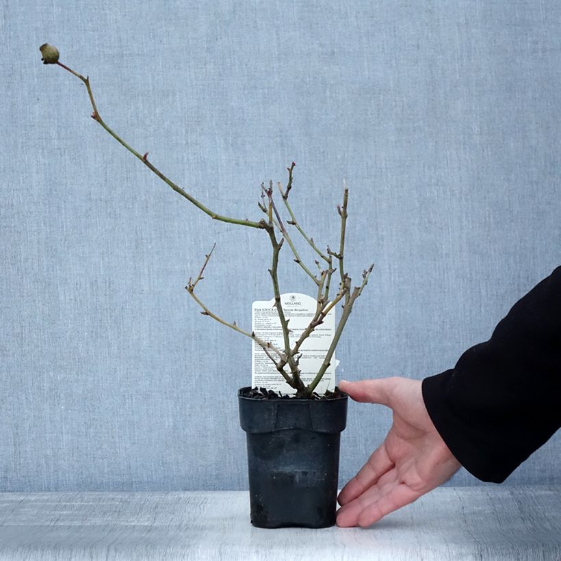 Rosa tappezzante Pink Knock Out Vaso da Ø 10 cm/11 cm esemplare consegnato in inverno