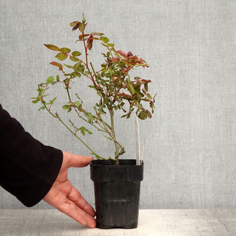 Rosa tappezzante Pink Knock Out Vaso da Ø 10 cm/11 cm esemplare consegnato in primavera