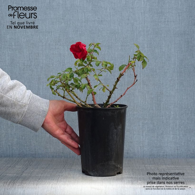 Esemplare di Rosa tappezzante Rigo Rotilia Vaso da 2L/3L come consegnato in autunno