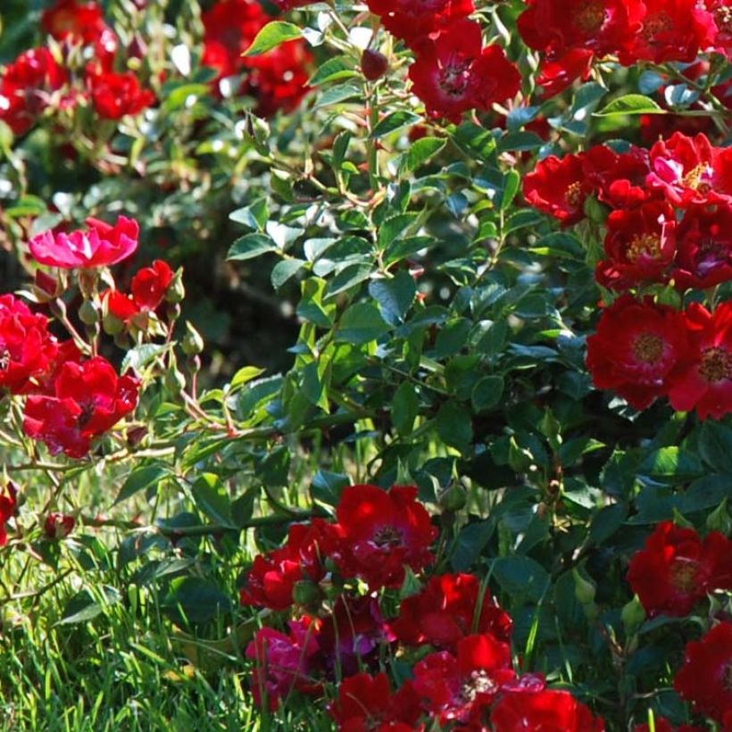Rosa tappezzante Rouge Cascade (Fogliame)