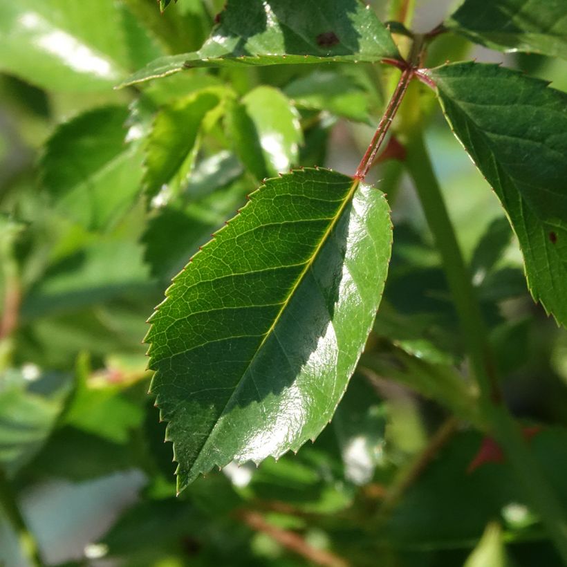 Rosa tappezzante Satina (Fogliame)