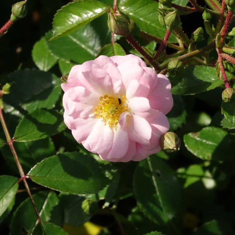 Rosa tappezzante Satina (Fioritura)