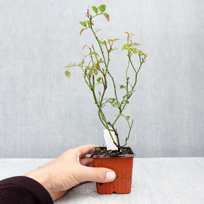 Esemplare di Rosa tappezzante Sea Foam Vasetto da 8/9 cm come consegnato in autunno