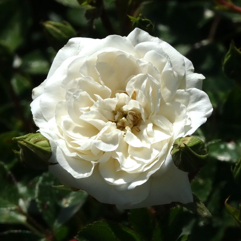 Rosa tappezzante Sea Foam (Fioritura)